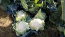 AUREO F1