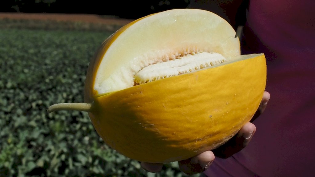 TIMON F1