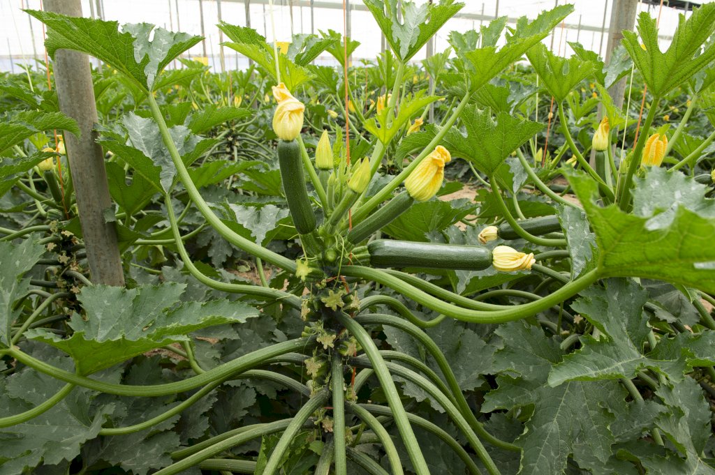 MUSA F1
