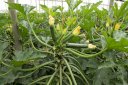 MUSA F1