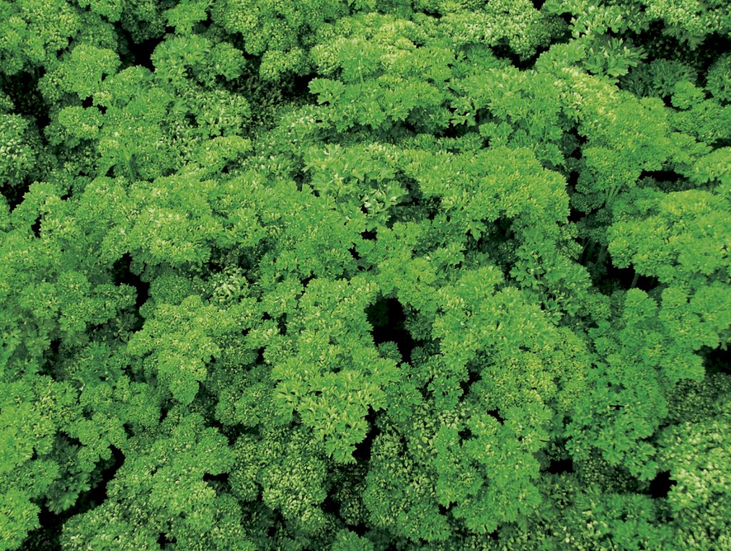 Frisé Vert Foncé race ROBUST