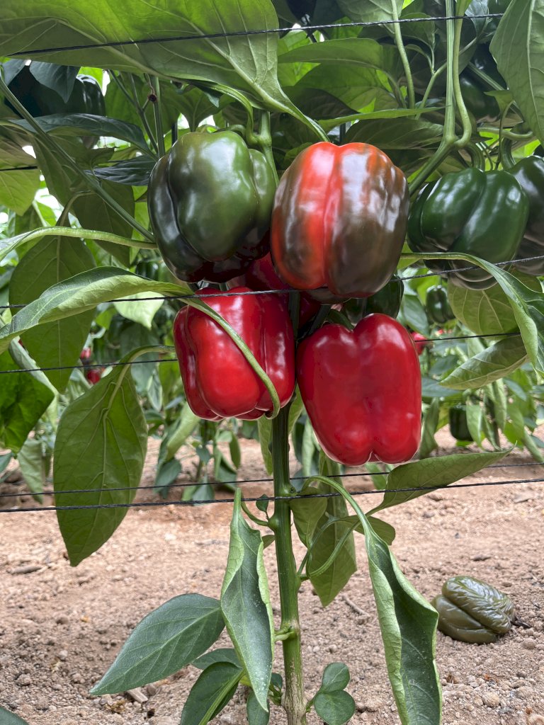 ALMENARA F1 (HMC57629)