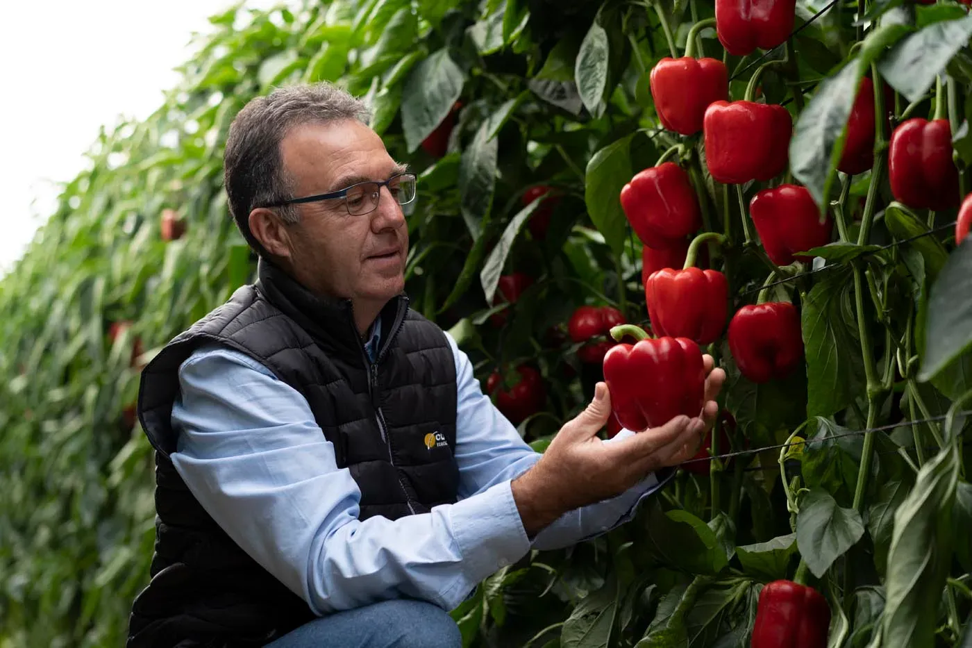 técnico mostrando pimiento rojo